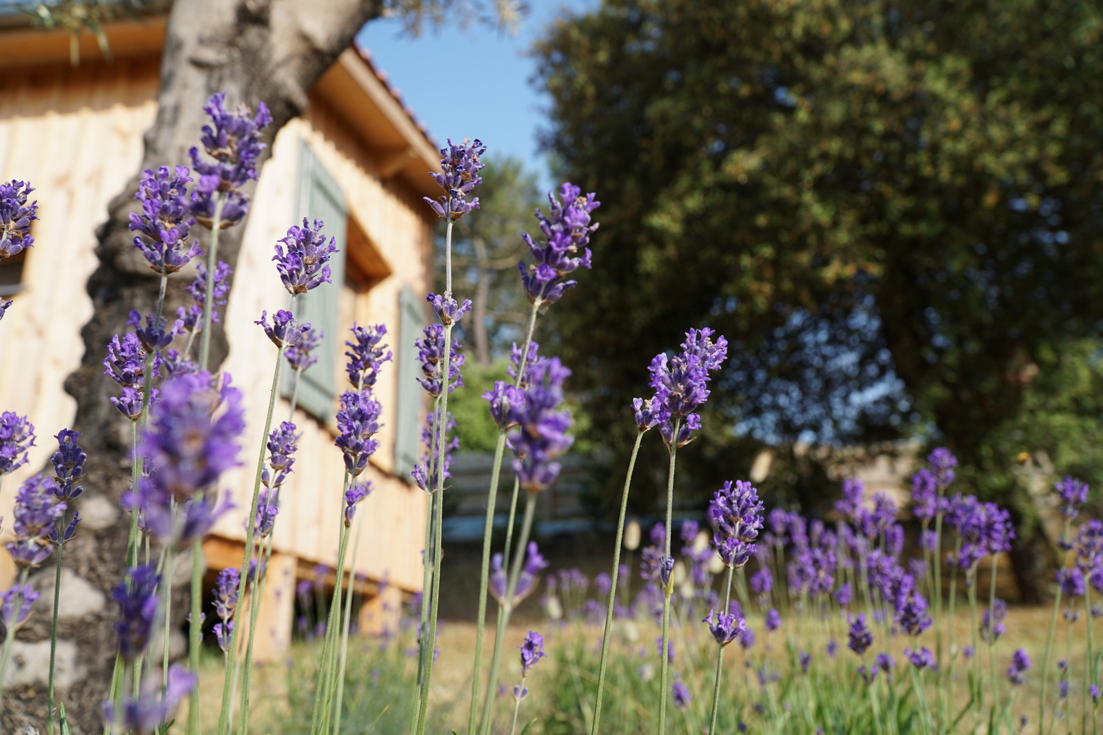 location chalet soulac